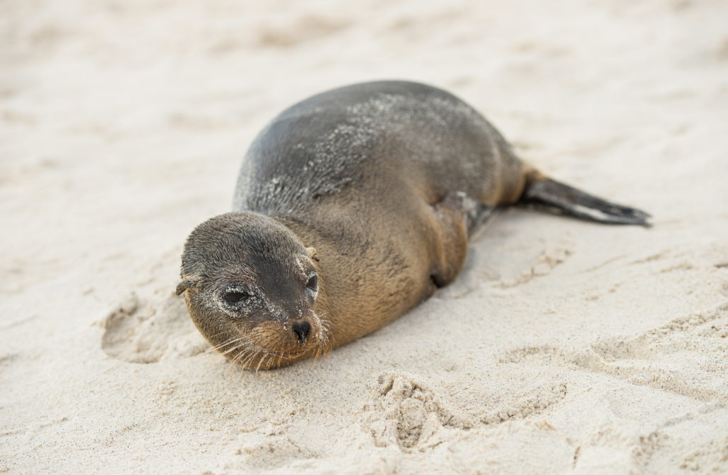 Sea Lion Galapagos Island