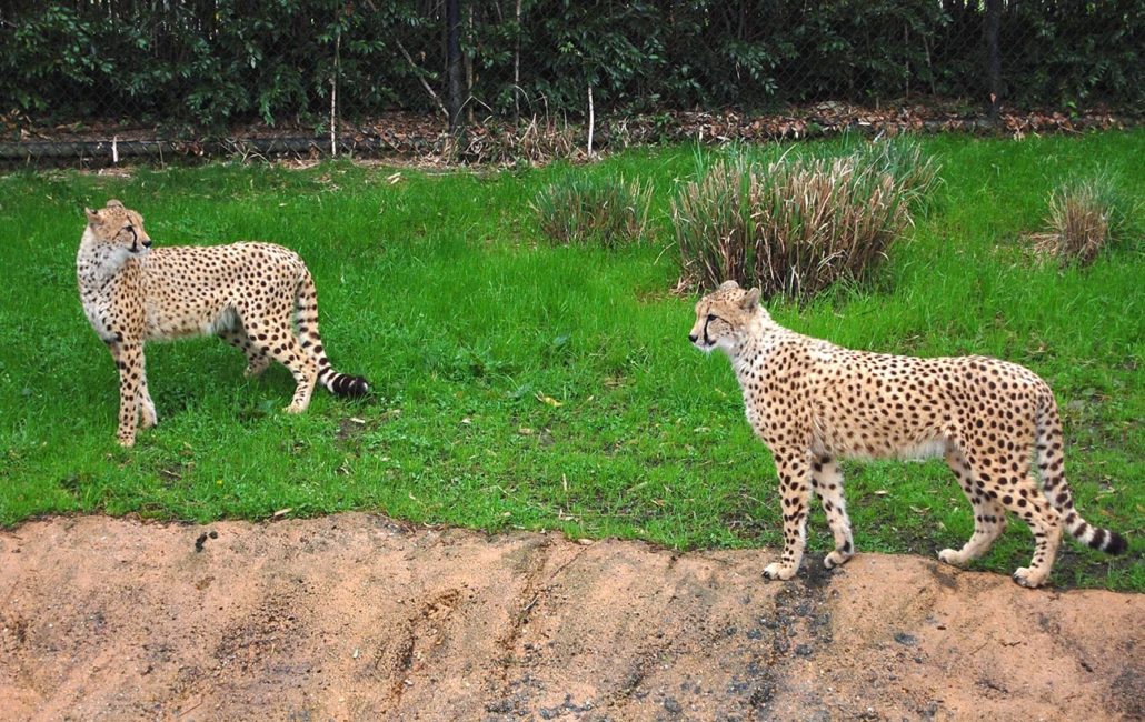 Cheetahs at Virginia Zoo