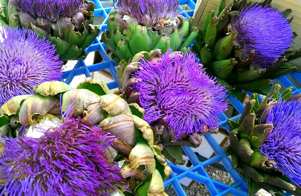 Artichoke flower at farmers market in Santa Fe, NM
