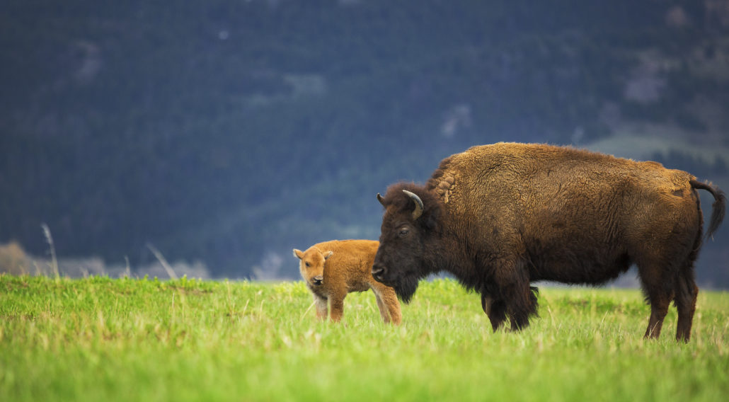 wildlife tour bison and calf
