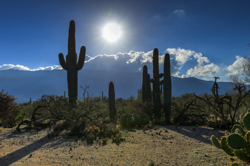 Saguaros at saguaro national park