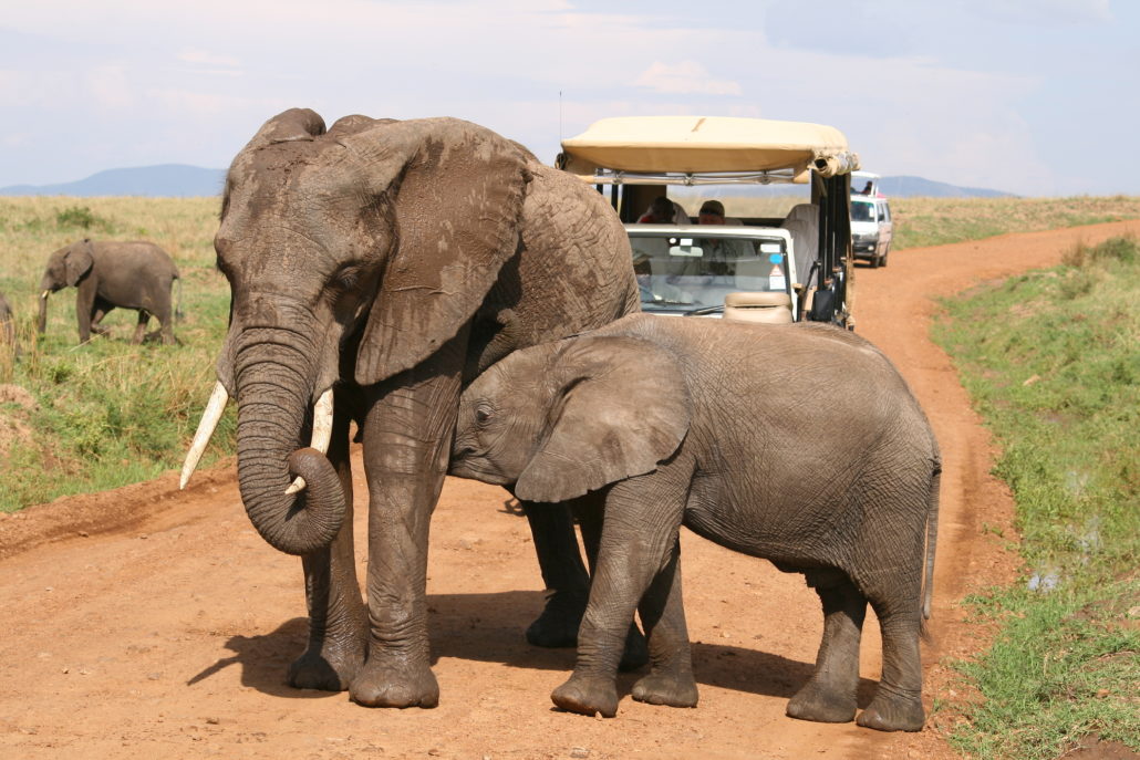 Baby elephant and mother in South Africa