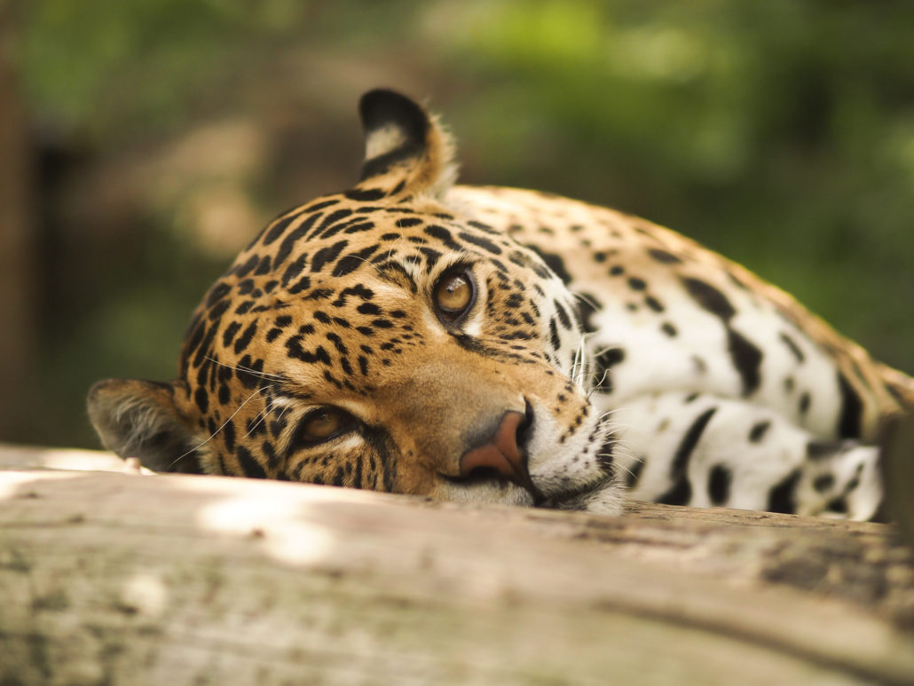 Leopard at Edinburgh Zoo