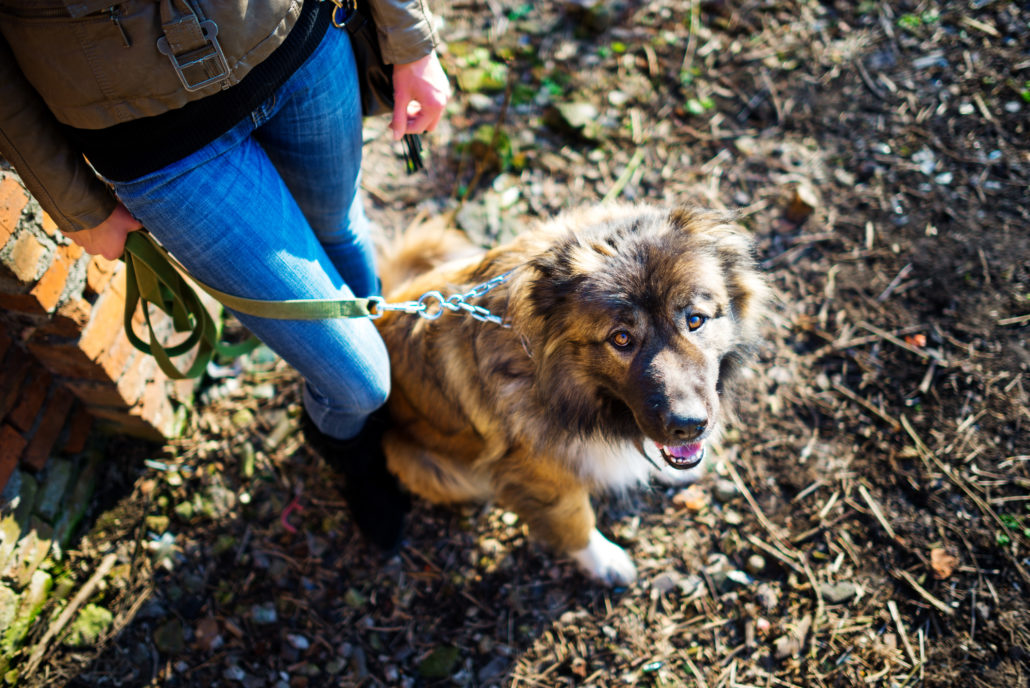 girl with Shepard dog