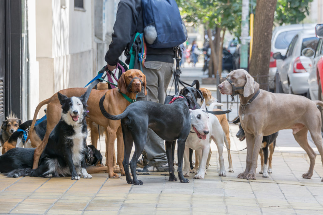 Dog walker