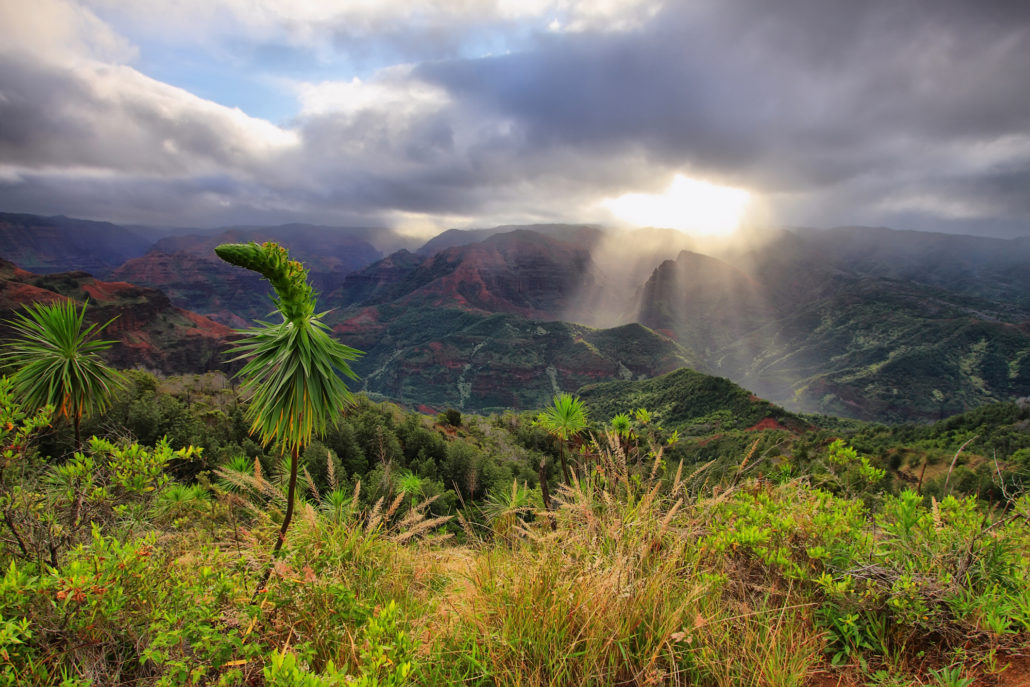 Waimea Canyon in Kauai, Hawaii Islands. Geologic, kukui