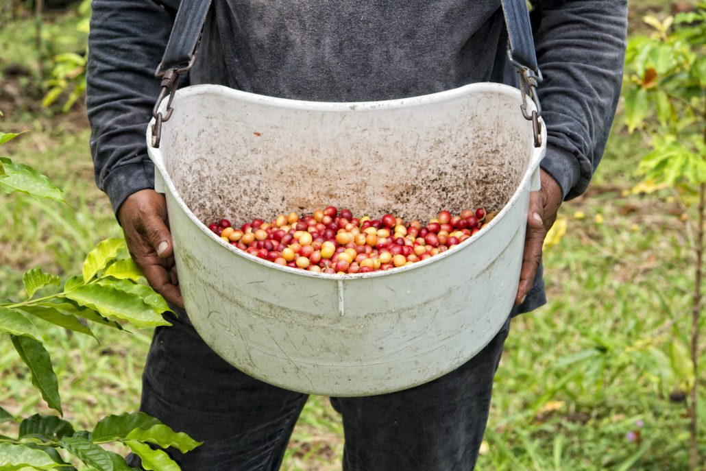Mature coffee seeds kona hawaii. Arabica, organic.