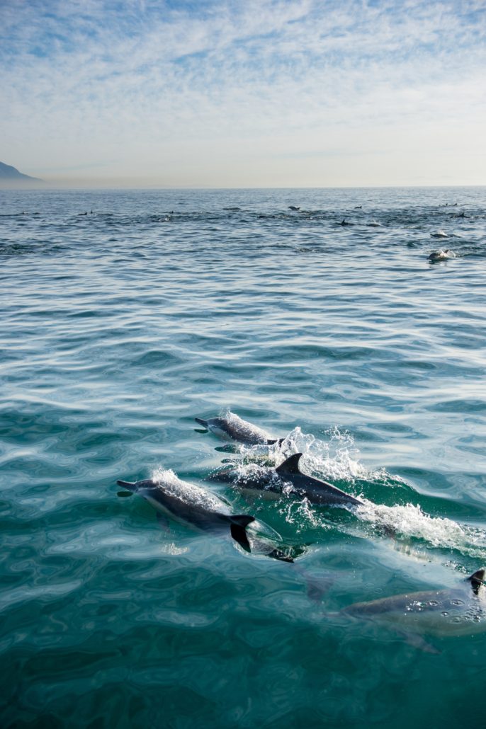 Dolphin cruise in Pacific Ocean