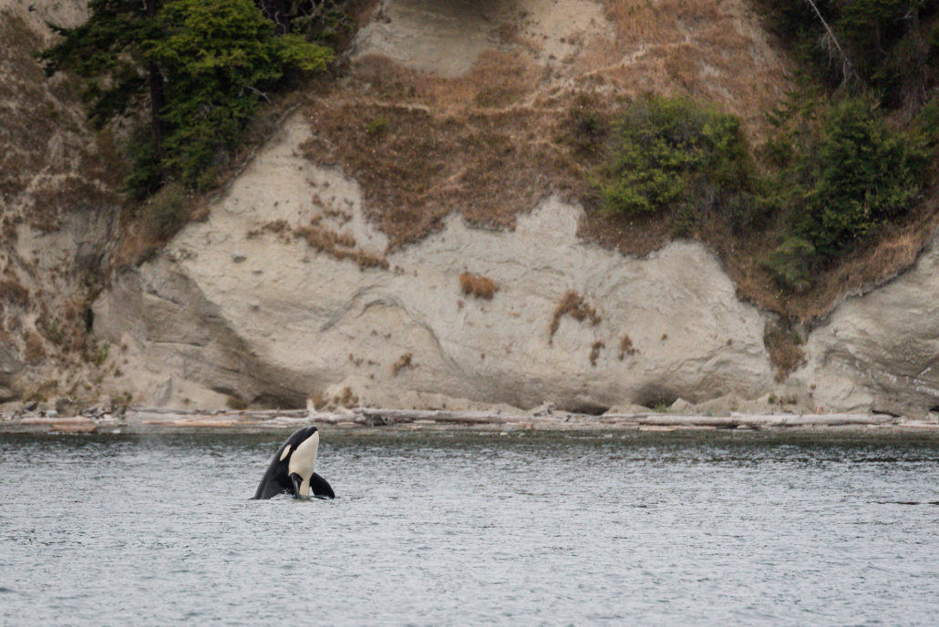 Whale watching in Washington State
