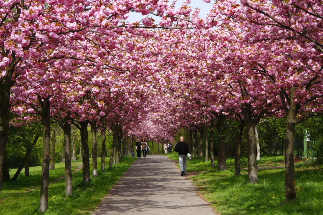Berlin Cherry blossoms. Baeume, blossom.