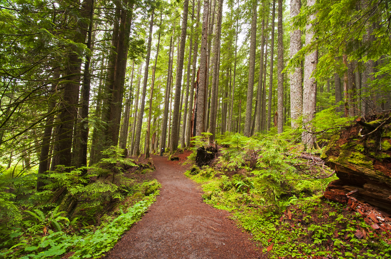 Mt. Rainer National Park, Seattle, Washington © Tusharkoley | Dreamstime.com