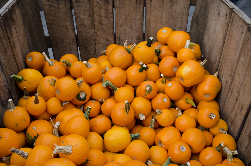 Pumpkins at Linvilla Orchards © Julie Feinstein | Dreamstime.com