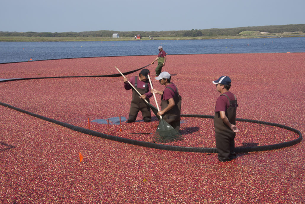 Nantucket Cranberry Festival, harvesting cranberries