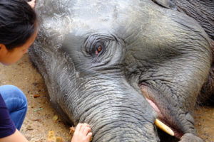 Elephant bath time at the sanctuary © Wareelak Tunbut | Dreamstime.com