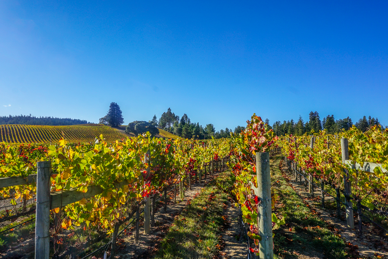 Anderson Valley Vineyards © Steven Larsen - Dreamstime.com