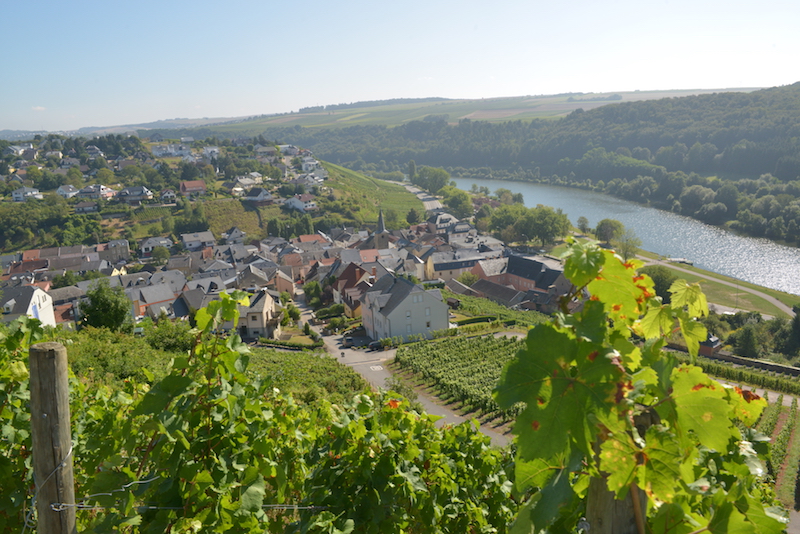 Moselle River vineyards in summer