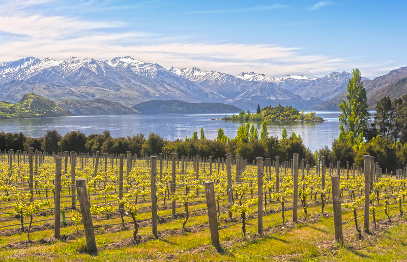 A vineyard near the lake in Wanaka, New Zealand. Photo: Neutronman | Dreamstime.com