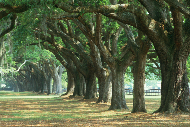 Boone Hall Plantation, Charleston, South Carolina.