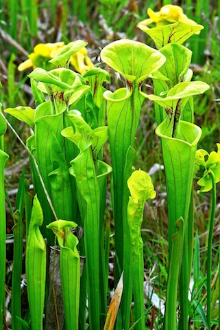 Sarracenia