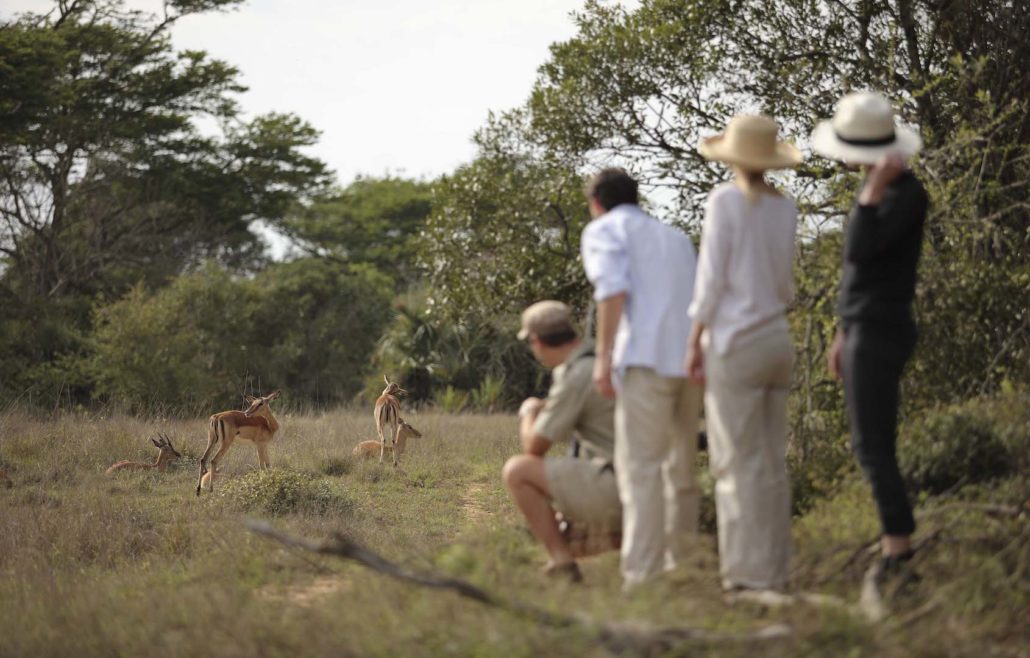 Guided bush walks at Phinda.
