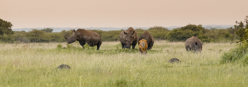 Wildlife, Phinda. Photo: Marco Franchini, andBeyond.com