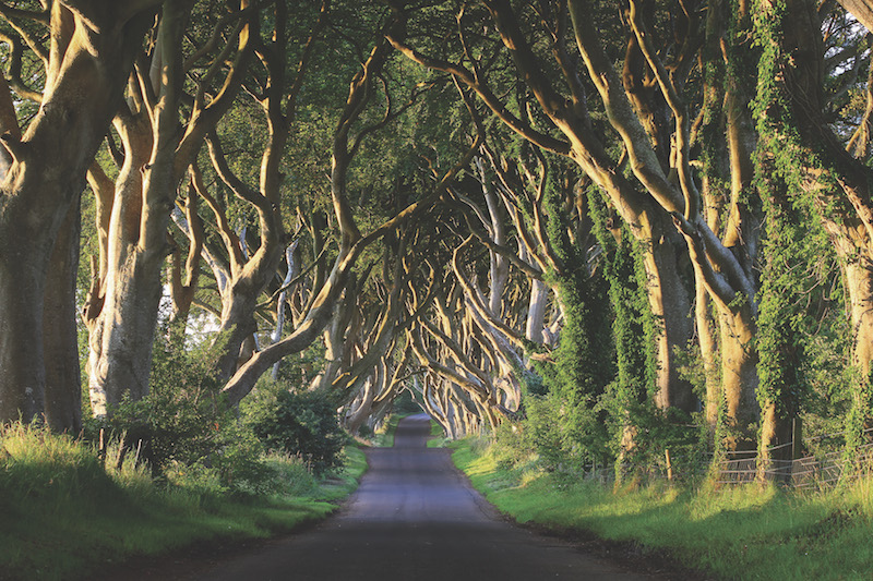 Dark Hedges in Ireland