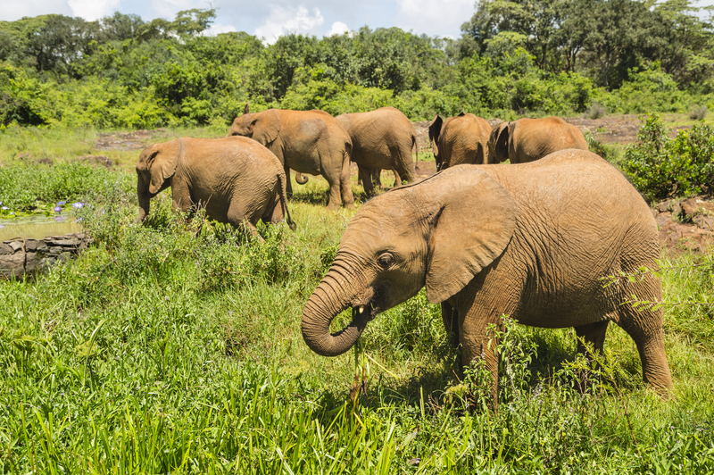 Baby elephants in the Sheldrick Wildlife Trust Orphanage of Nairobi National Park, Kenya.