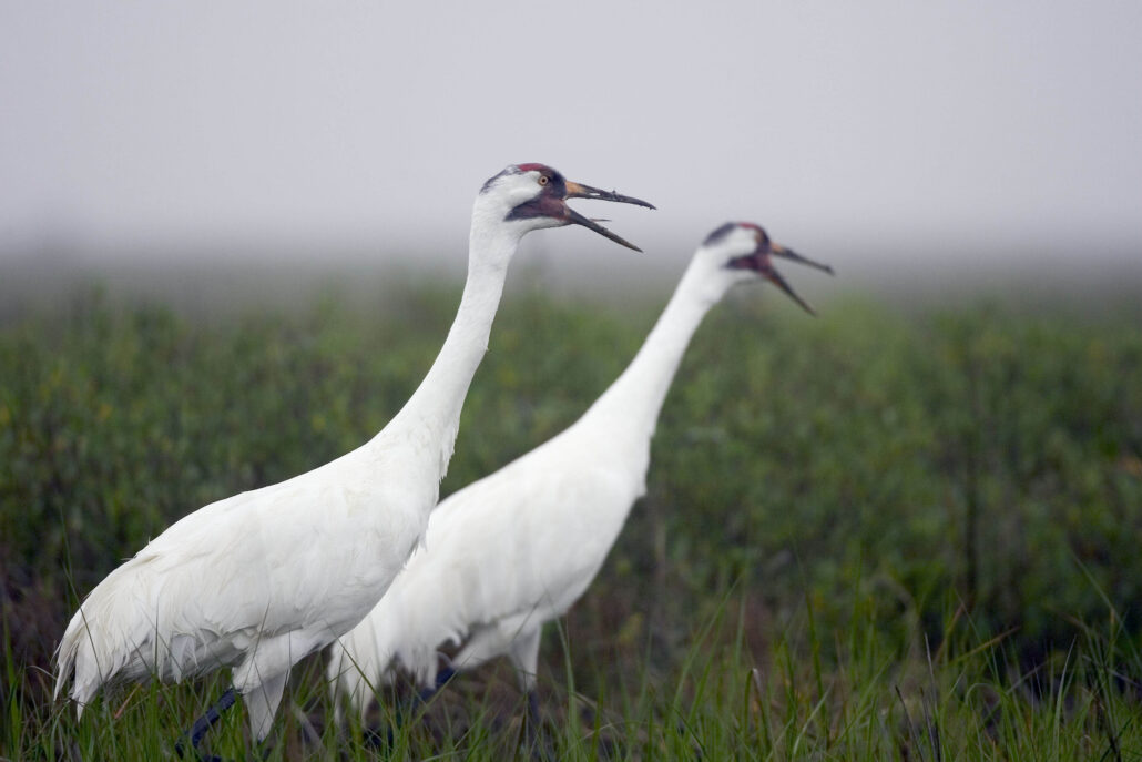 Whooping Crane