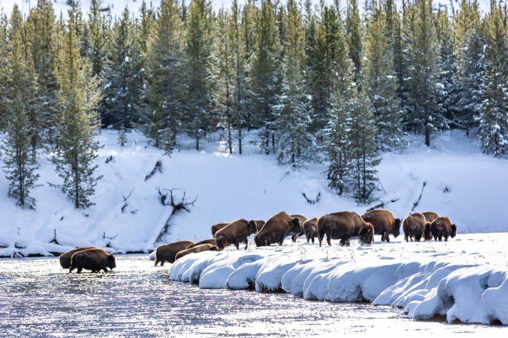 bison