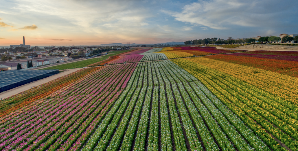 Flower Fields