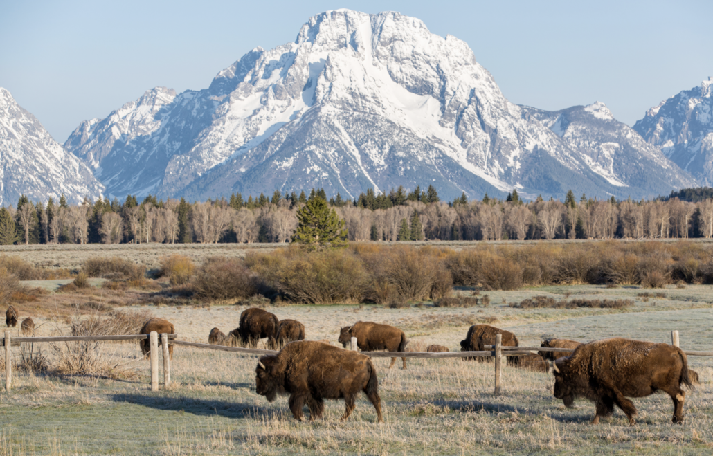 bison