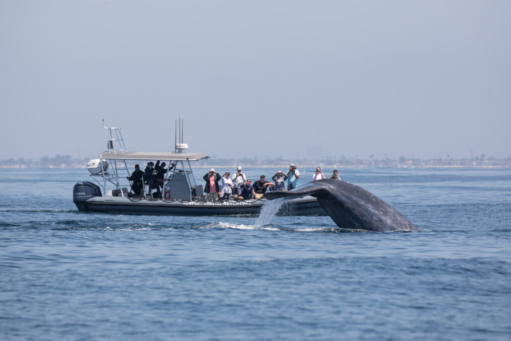 whale watching