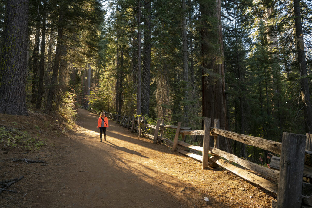 sequoia