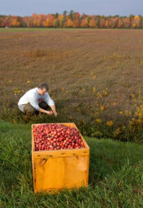 cranberry