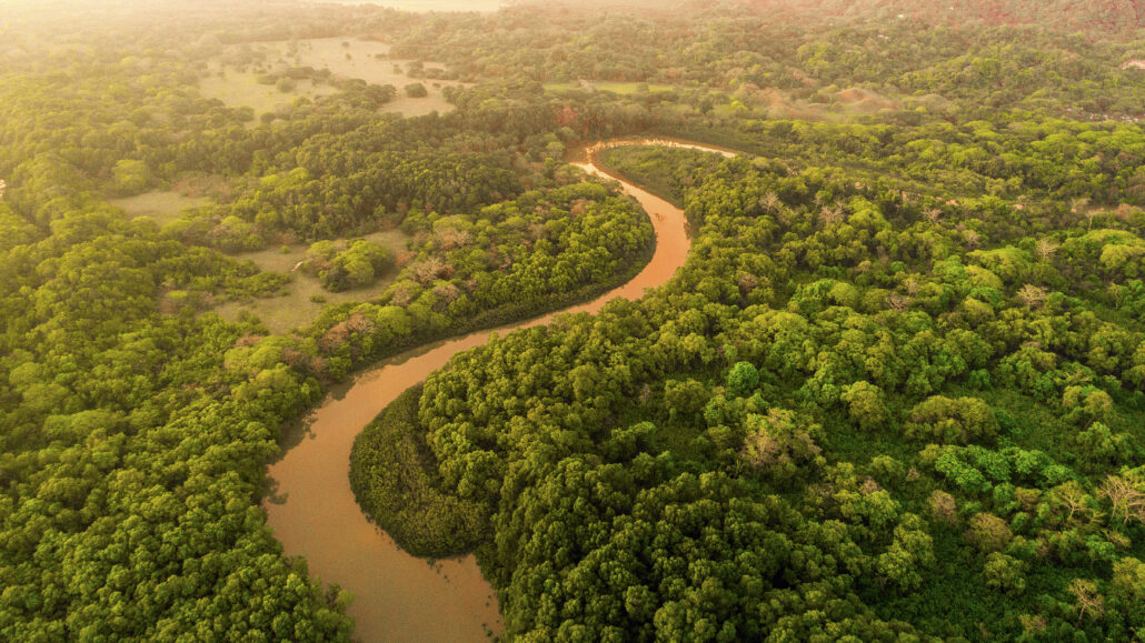rainforest