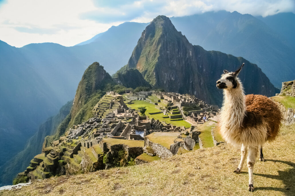 llama
