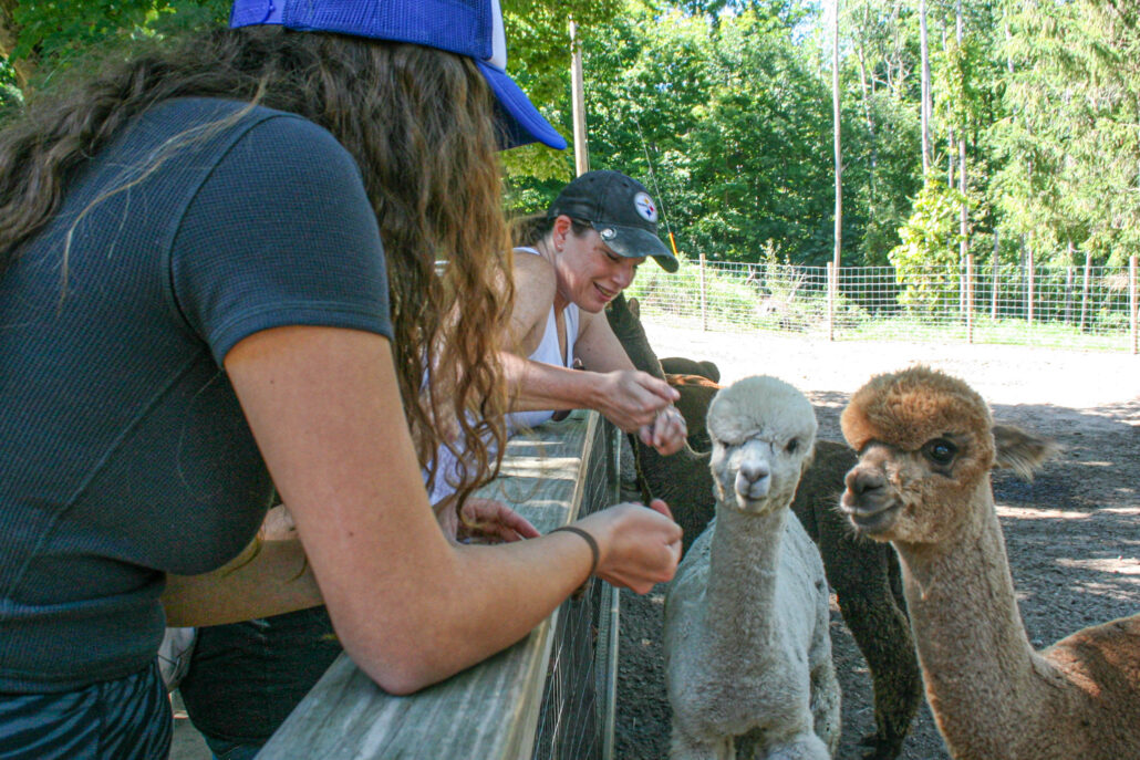 alpaca
