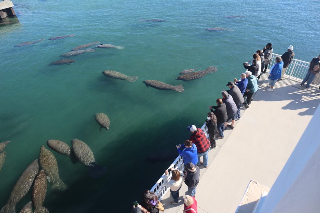 manatees
